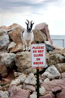 funny_sign_goat_wtf_signs-s333x500-.jpg