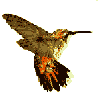 orangehummingbird.gif